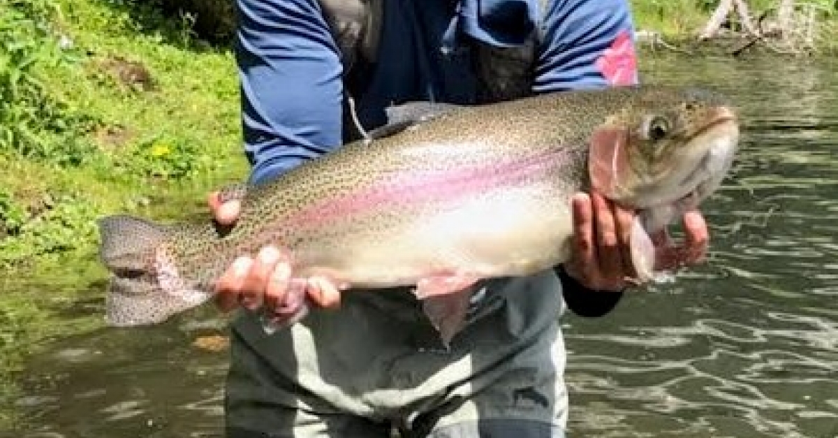 Fishing Report Henry's Fork Anglers