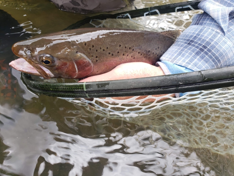 Fishing Report Henry's Fork Anglers