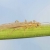 Small Stoneflies (Isoperla, alloperla)