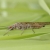 Salmonfly.jpg (Pteronarcys)
